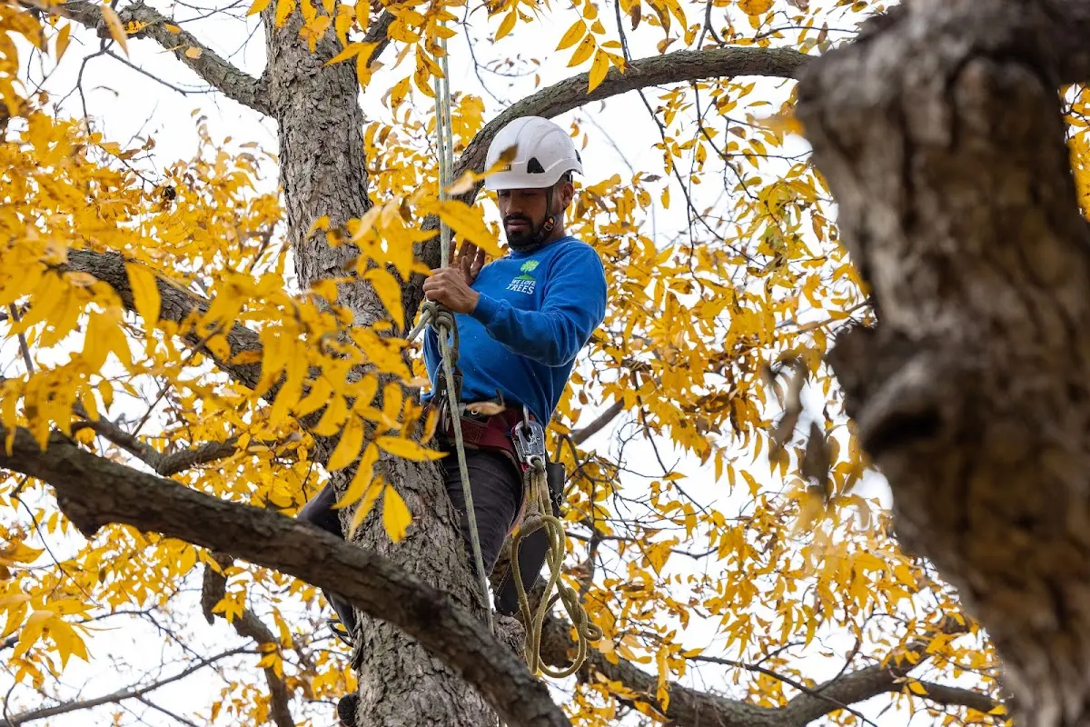Skilled Storm Damage Cleanup crew working in Conway
